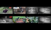 Bird-feeder-livestream1
