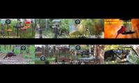 Bird-feeder-livestream8