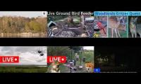 Thumbnail of Bird-feeder-livestream7