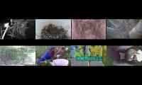 Bird-Nesting-Livestream3