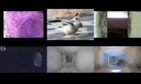 Bird-Nesting-Livestream9