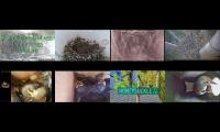 Bird-Nesting-Livestream3