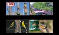 Bird-feeder-livestream10