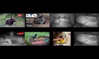 Bird-feeder-livestream1