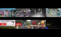 Bird-feeder-livestream7