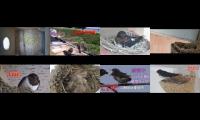 Bird-Nesting-Livestream4