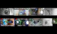 Bird-Nesting-Livestream5