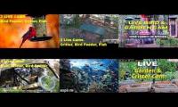 Bird-feeder-livestream11