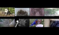 Bird-Nesting-Livestream3