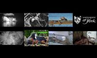 Thumbnail of Bird-Nesting-Livestream11