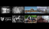 Bird-Nesting-Livestream11