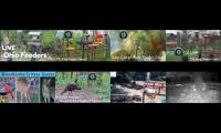 Thumbnail of Bird-feeder-livestream8