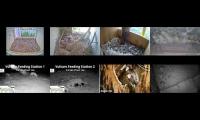 Bird-Nesting-Livestream12