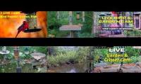 Bird-feeder-livestream11