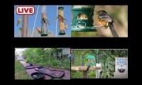 Bird-feeder-livestream10