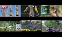 Thumbnail of Bird-feeder-livestream10