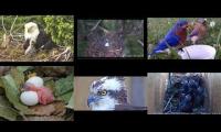 Bird-Nesting-Livestream1