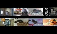 Bird-Nesting-Livestream4