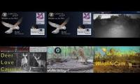 Thumbnail of Bird-Nesting-Livestream7