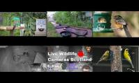 Bird-feeder-livestream10