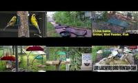 Bird-feeder-livestream10