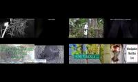 Bird-Nesting-Livestream3