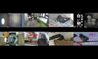 Thumbnail of Bird-Nesting-Livestream4