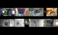 Thumbnail of Bird-Nesting-Livestream5