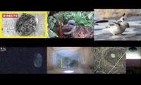 Thumbnail of Bird-Nesting-Livestream9