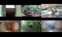 Thumbnail of Bird-Nesting-Livestream9