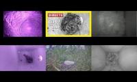 Bird-Nesting-Livestream13