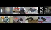 Bird-Nesting-Livestream4
