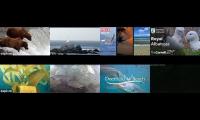 Bird-feeder-livestream6
