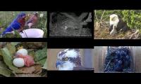 Bird-Nesting-Livestream1