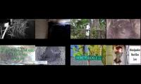 Bird-Nesting-Livestream3