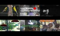 Bird-feeder-livestream10