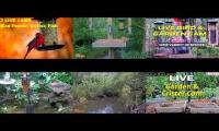 Bird-feeder-livestream11