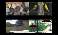 Bird-feeder-livestream10