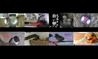 Bird-Nesting-Livestream4