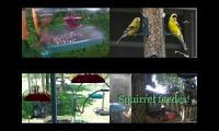Bird-feeder-livestream10