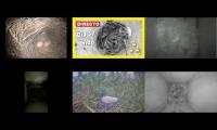 Bird-Nesting-Livestream13