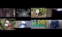 Bird-Nesting-Livestream14