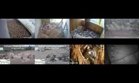 Bird-Nesting-Livestream12