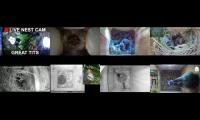 Bird-Nesting-Livestream5
