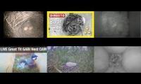 Bird-Nesting-Livestream13