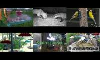 Bird-feeder-livestream10