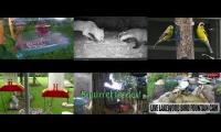 Bird-feeder-livestream10