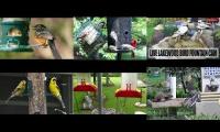 Bird-feeder-livestream10