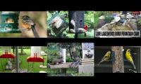 Bird-feeder-livestream10
