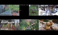 Bird-feeder-livestream2